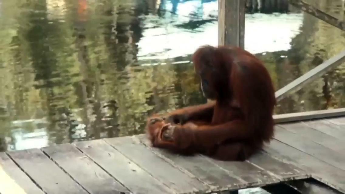 Orangutan Shaka Houseboat With Cabin Pangkalan Bun Exterior photo