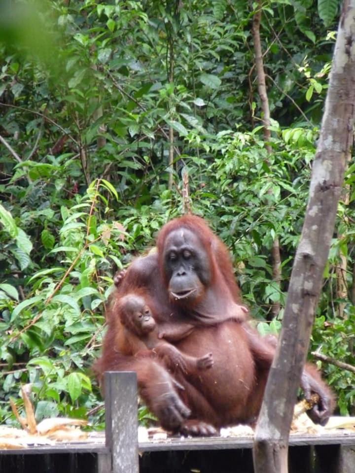 Orangutan Shaka Houseboat With Cabin Pangkalan Bun Exterior photo