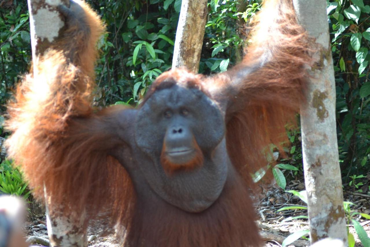 Orangutan Shaka Houseboat With Cabin Pangkalan Bun Exterior photo